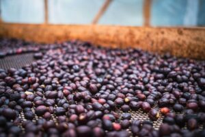 specialty-kahvi: tuoreita kahvipapuja ja alkuperämerkinnät